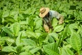 Valle de Vinales, CUBA - JANUARY 19, 2013: Man working on Cuba