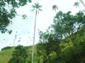 Valle del Cocora Colombia