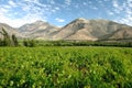 Valle del Elqui vineyard Royalty Free Stock Photo