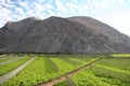 Valle del Elqui vineyard Royalty Free Stock Photo