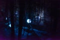 Vallea Lumina, the multimedia interactive forest walk in Whistler, BC