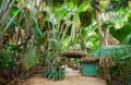 The Vallee De Mai palm forest May Valley, island of Praslin, Seychelles Royalty Free Stock Photo