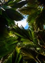 The Vallee De Mai palm forest. May Valley, island of Praslin, Seychelles Royalty Free Stock Photo