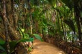 The Vallee De Mai palm forest. May Valley, island of Praslin, Seychelles Royalty Free Stock Photo