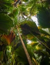 The Vallee De Mai palm forest. May Valley, island of Praslin, Seychelles Royalty Free Stock Photo