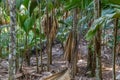 Vallee de Mai on Seychelles island Praslin Royalty Free Stock Photo