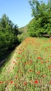 Valley with blooming red poppies. spring bloom