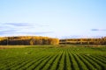 Valley of the caricatured plants and food, Royalty Free Stock Photo