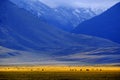 Valley with Cattle Black Cows on Pasture Ground with Mountains in Background