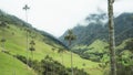 Valley of Cocora Palm Trees Fog Royalty Free Stock Photo