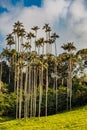 Valley Cocora Salento El Bosque de Las Palmas Quindio Colombia