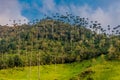 Valley Cocora Salento El Bosque de Las Palmas Quindio Colombia Royalty Free Stock Photo