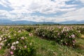 Valley covered in bulgarian pink rose during sunset