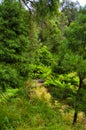 Valley with lush subtropical vegetation with tall ferns Royalty Free Stock Photo