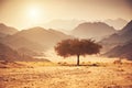 Valley in the desert with an acacia tree with mountain rock and sun Royalty Free Stock Photo