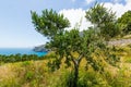 Valley directed to the sea at the Leranto Bay, Nerano, Sorrento Coast, Italy Royalty Free Stock Photo