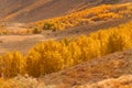 A valley filled with golden aspen trees