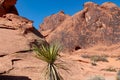 Valley of Fire - Close up view of Yucca tree next to Atlatl rock in Valley of Fire State Park in Mojave desert, Nevada, USA Royalty Free Stock Photo