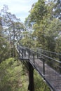 Valley of the Giants Tree Top Walk in Denmark Western Australia