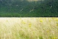 Valley grass drying off in summer Royalty Free Stock Photo