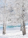 Valley Of Katun River, Altai Mountains, Western Siberia, Russia.Vertical Landscape With Russian Birches And Emerald Ice. Crystal T Royalty Free Stock Photo