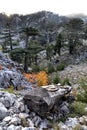 Valley of Lebanese cedars on a pass near Tahtali Mountain