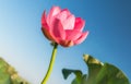 Pink flower, lotus, water, water lily, valley of lotuses, estuary