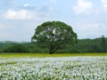 The Valley of Narcissi Royalty Free Stock Photo