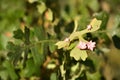 Valley Oak galls Royalty Free Stock Photo