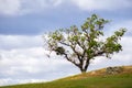 Valley oak Quercus lobata up on a hill; cloudy sky background; South San Francisco bay area, San Jose, California