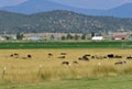 A valley pasture with outliers and moutains as backdrop Royalty Free Stock Photo