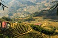 A valley with rice fields. Rice multi-stage gardens. Valley of the city of Sapa, Vietnam