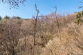 Valley with rocks, withered tree in the Bukhansan Mountain national park in the winter season in Seoul of South Korea Royalty Free Stock Photo