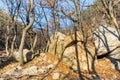 Valley with rocks, withered tree in the Bukhansan Mountain national park in the winter season in Seoul of South Korea Royalty Free Stock Photo