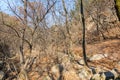 Valley with rocks, withered tree in the Bukhansan Mountain national park in the winter season in Seoul of South Korea Royalty Free Stock Photo