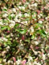 Valley sipping flowers. Unique bees