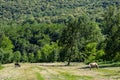 Stura di Demonte valley at summer. Horses Royalty Free Stock Photo