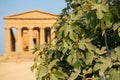 Valley of the Temples (Valle dei Templi), an ancient Greek Temple built in the 5th century BC with a winery tree Royalty Free Stock Photo