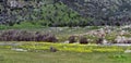 the valley with trees and flowers