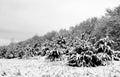 Valley of trees covered in ice after snowstorm Royalty Free Stock Photo