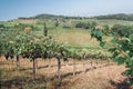 Valley of Tuscany over young vineyard row in autumn with ripe wine grapes. Soil and grapes in Italy during harvest time Royalty Free Stock Photo