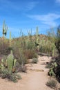 The Valley View Overlook Trail leading through a desert landscape with a variety of cacti, Ocotillo and scrub brush in Arizona Royalty Free Stock Photo