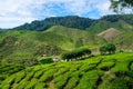 Valley view of tea plantations with blue sky from Cameron Highlands Royalty Free Stock Photo