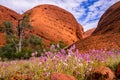 Valley of the Winds Wildflowers Uluru Kata Tjuta National Park Royalty Free Stock Photo