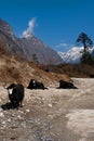 Yaks grazing in Yumthang valley