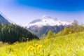Valley with yellow dandelions near Mont Blanc