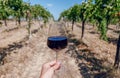 Valley of young grapevine and wineglass in hand of farmer. Tasting at sunny day in organic vineyard area