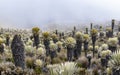 Valleys of frailejones in the paramo of highlands of Anzoategui C