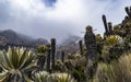 Valleys of frailejones in the paramo of highlands of Anzoategui D