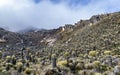 Valleys of frailejones in the paramo of highlands of Anzoategui E